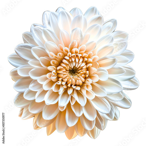 dahlia flower isolated on white