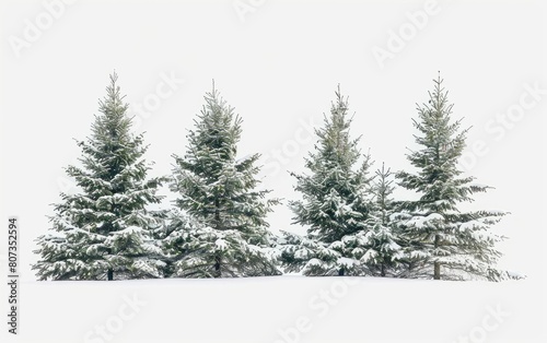 Snow-dusted evergreen trees isolated against a white backdrop.