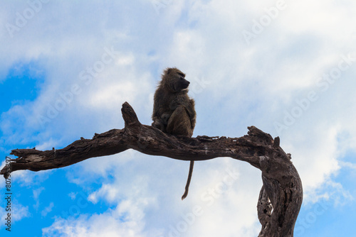 Olive baboon (Papio anubis), also called the Anubis baboon, sitting on a dried tree in Serengeti National Park in Tanzania
