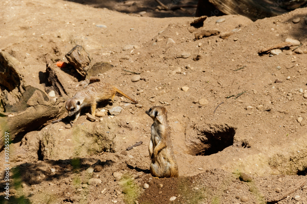 Meerkat (Suricata suricatta) or suricate Meerkat (Suricata suricatta) or suricate