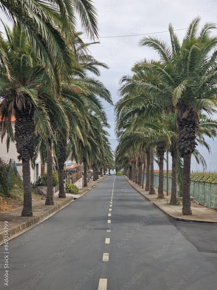 Palm trees on both sides of the road. Palm trees in the city. Road with palm trees. 
