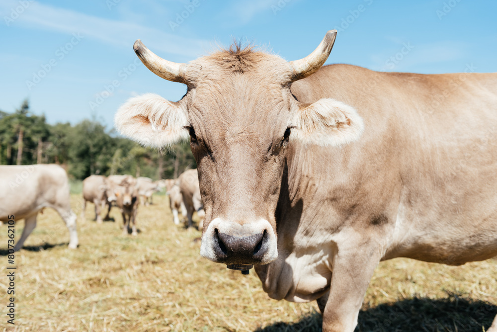 Close-Up Portrait of a Tan Cow in a Sunny Field With Herd in the Background