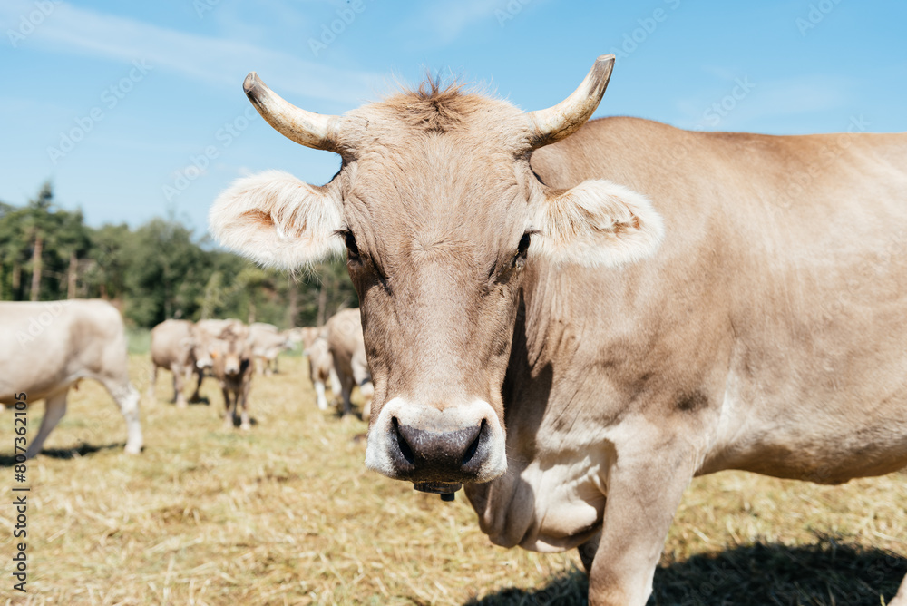 Close-Up Portrait of a Tan Cow in a Sunny Field With Herd in the Background Close-Up Portrait of a Tan Cow in a Sunny Field With Herd in the Background