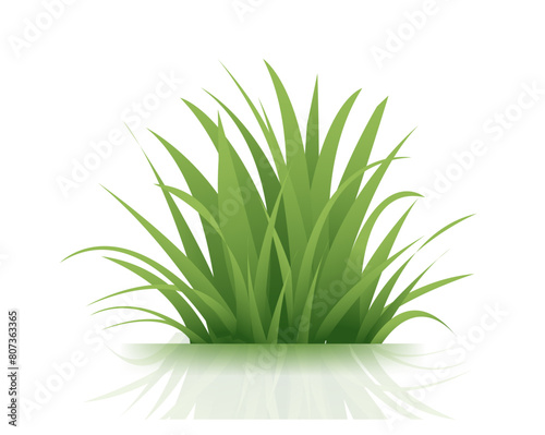 Green Grass Isolated White Background