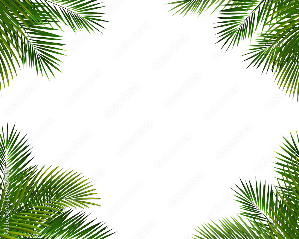 Frame With Palm Leaf Isolated White Background Frame With Palm Leaf Isolated White Background