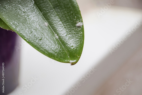 long-tailed mealybug - Pseudococcus longispinus (Pseudococcidae) on a sticky orchid leaf. photo