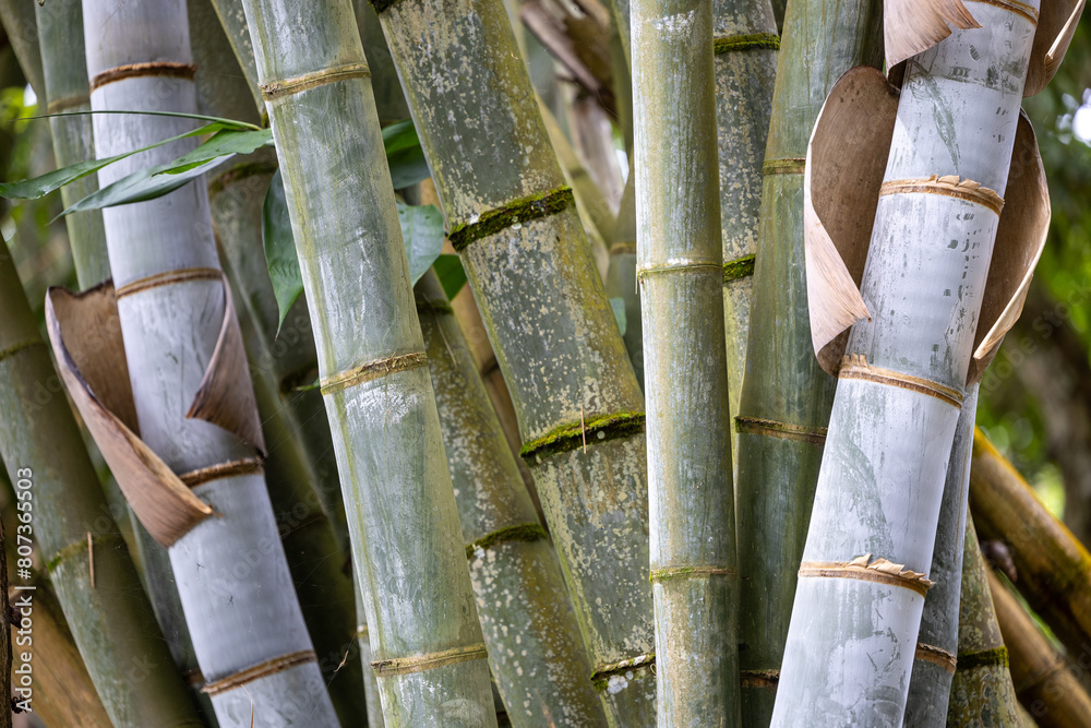 Bamboo in the tropical garden for your background Bamboo in the tropical garden for your background