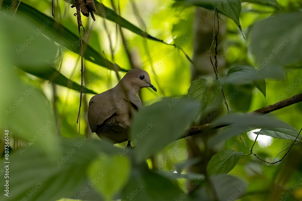 Fototapeta premium White tipped dove, Leptotila verreauxi, in a shrub of a rainforest