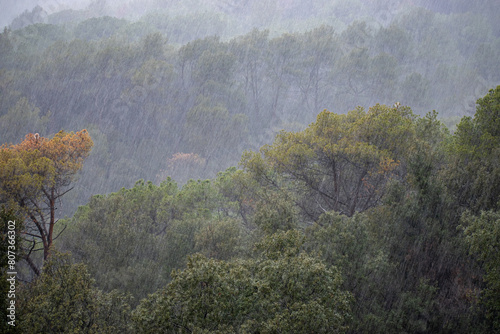 Close-up of a pine tree with the forest raining in the background. photo