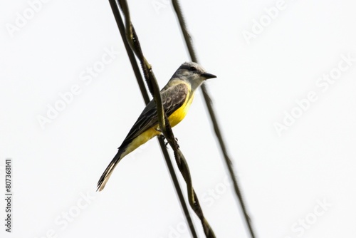 Tropical kingbird, Tyrannus melancholicus, on a wire photo