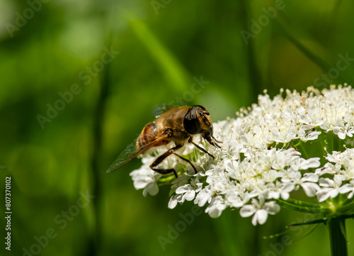 wild honey bee, Bee collecting pollen on white flowers in spring © Hasan