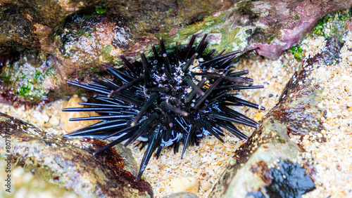 Sea urchin (Landak laut, bulu babi). About 950 species of sea urchin are distributed on the seabeds of every ocean photo