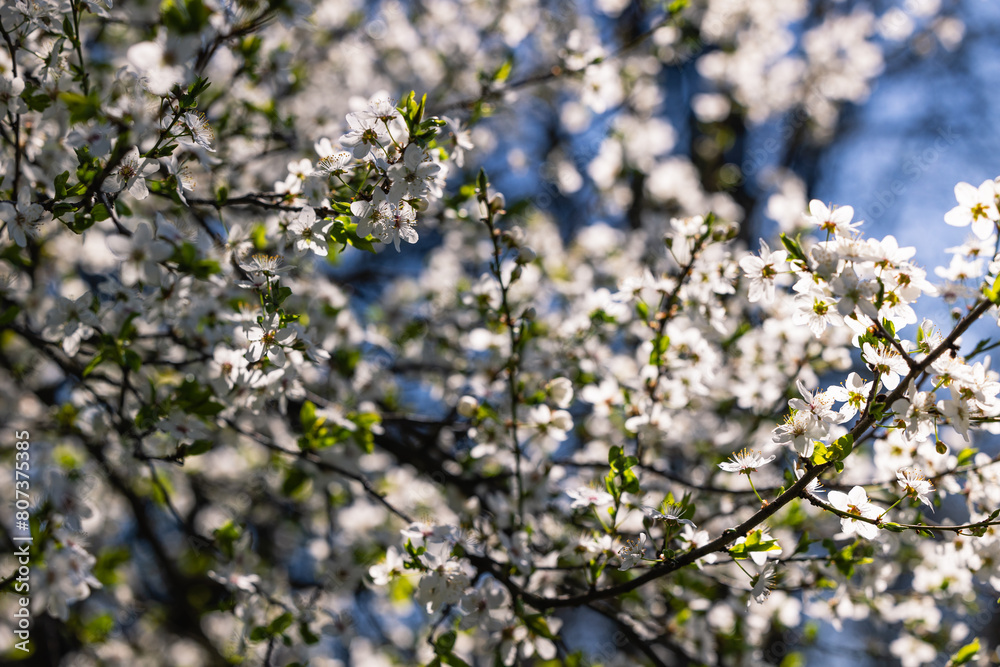 White flowers on tree branches in spring