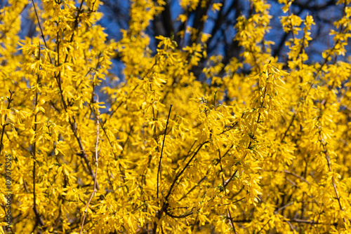 Branches of blooming Forsythia against a blue sky