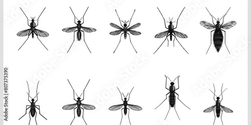 A collection of mosquitoes on a plain white backdrop. Ideal for scientific or educational use © Fotograf