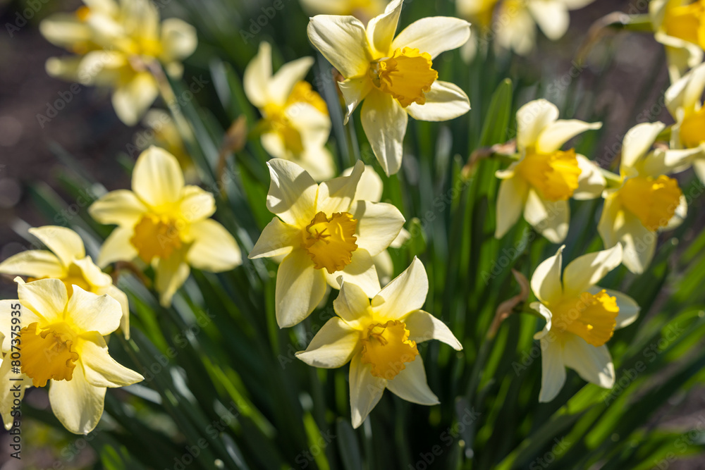 Close view of yellow daffodils