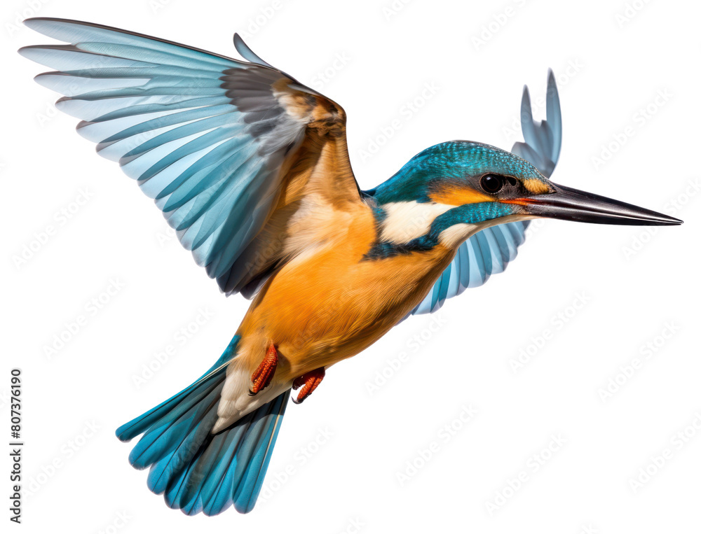 Fototapeta premium PNG Common flying kingfisher animal bird beak.