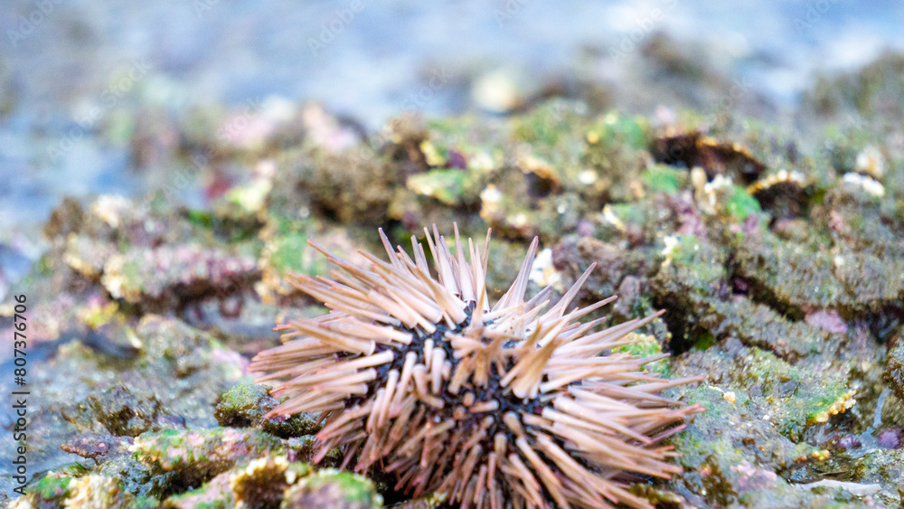 Fototapeta premium Sea urchin (Landak laut, bulu babi). About 950 species of sea urchin are distributed on the seabeds of every ocean