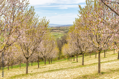 View of blooming trees in The Almond orchard at Hustopece town in South Moravia, Czech Republic, Europe.