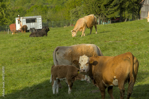 a herd of cattle cows graze on a farm meadow © Peter