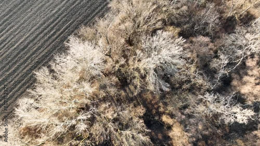 Aerial top down look of bare trees and agricultural land in the sunset during winter, casting a long shadow. Tall tree tops, flying above forest Aerial top down look of bare trees and agricultural land in the sunset during winter, casting a long shadow. Tall tree tops, flying above forest