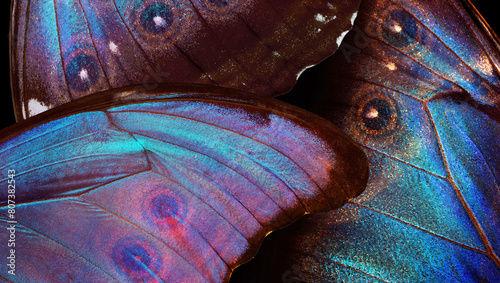 Canvas Print Wings of a butterfly Morpho on black