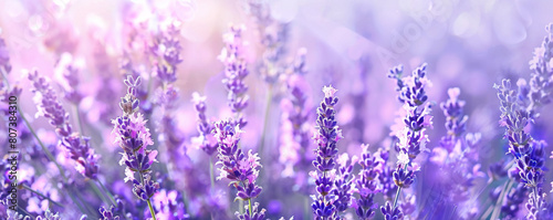 Background with lavender in the field