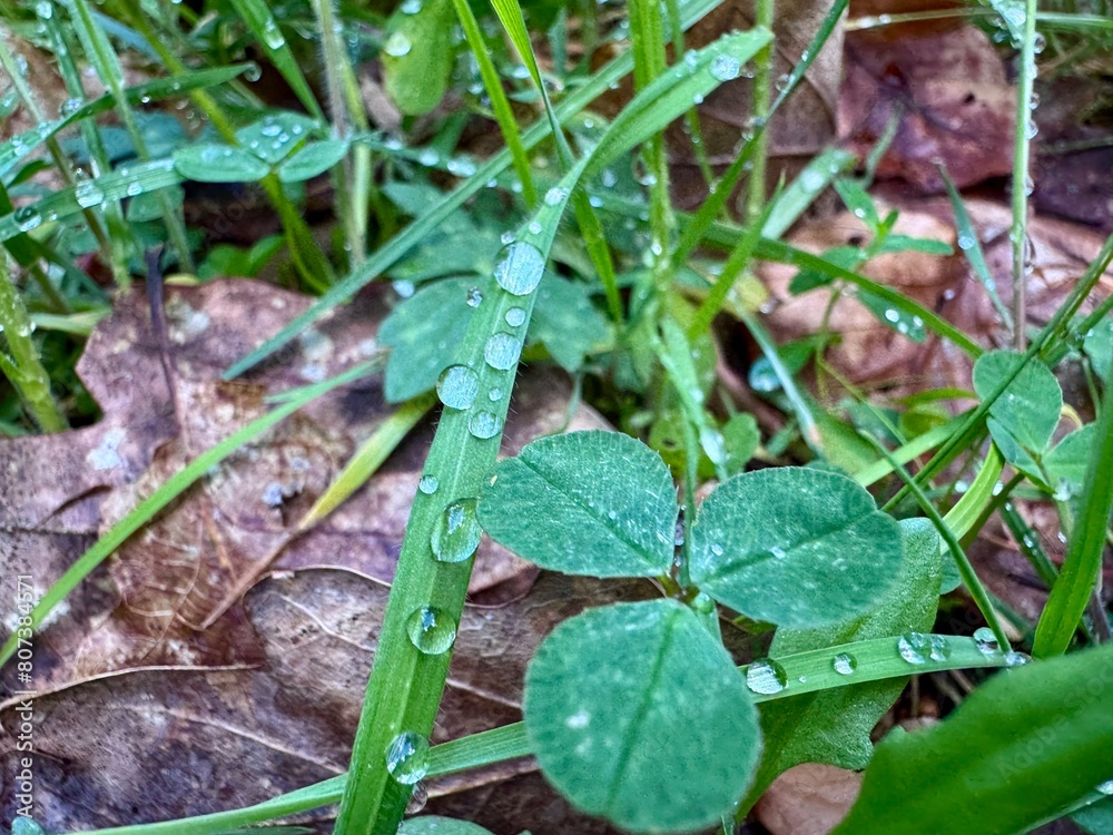 dew on the grass dew on the grass