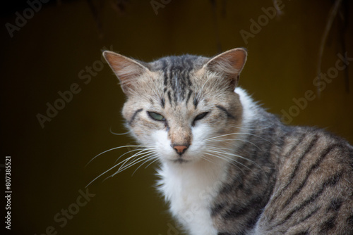 Wallpaper Mural cute farm cat with sleep Torontodigital.ca