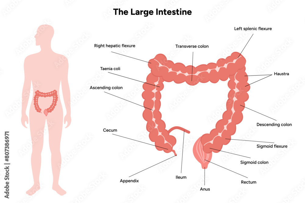 The large intestine diagram anatomy Stock Vector | Adobe Stock