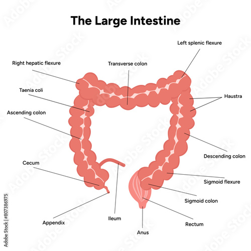 The large intestine diagram anatomy