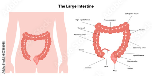 фотографія The large intestine diagram anatomy