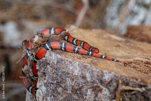 Young King Snake on a log photo