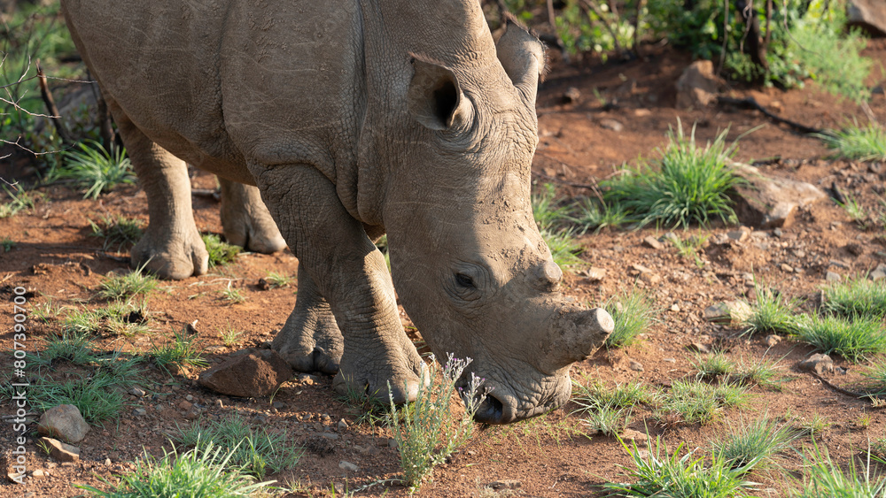 Fototapeta premium White rhino grazing, Pilanesberg National Park, South Africa