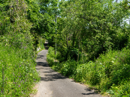 新緑に覆われた龍田古道の風景