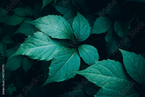 A close up of dark green Japanese creeper Boston Ivy leaves photo