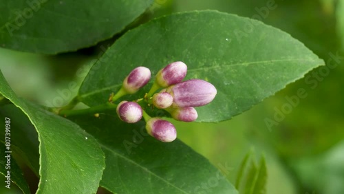 Close-up footage of lemon flower.