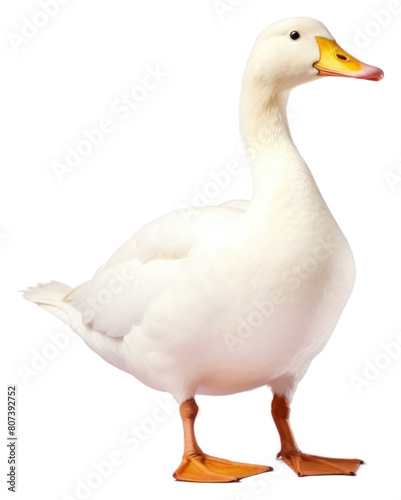 PNG Duck animal goose white.