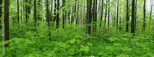 Urlwald in der Au
