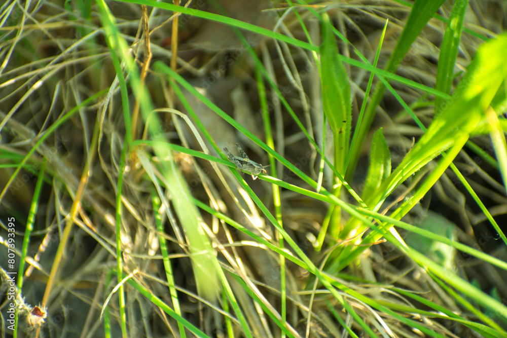 little cricket on a branch of grass little cricket on a branch of grass