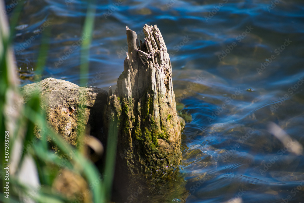 detail of destroyed wood in the river detail of destroyed wood in the river