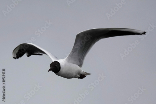 A Black-headed Gull (Chroicocephalus ridibundus) in flight