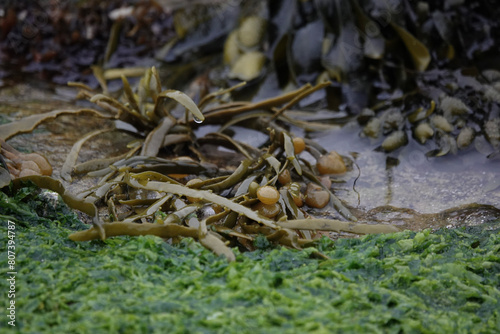 Egg Wrack, or Knotted Wrack, seaweed (Ascophyllum nodosum)