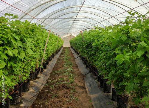 Cuadro en lienzo Rows of potted raspberry plants in pots tied up in a high tunnel greenhouse