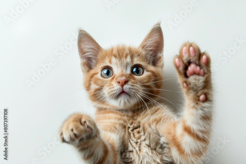 A kitten with blue eyes is looking out of a window