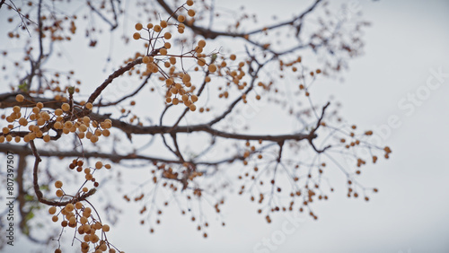 Close-up of melia azedarach chinaberry berries and branches against a blurry sky in murcia, spain photo