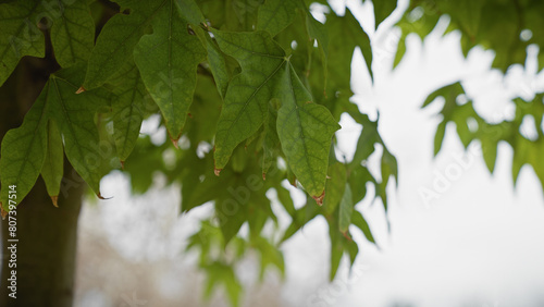 Close-up of platanus hispanica leaves in murcia, spain, with a blurred background emphasizing the plant's texture. photo