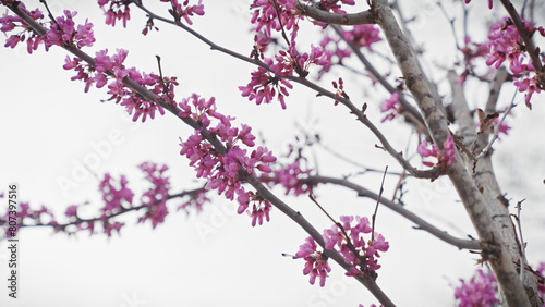 Close-up of pink cercis siliquastrum blossoms on a tree in murcia, spain, symbolizing spring and nature's renewal. photo