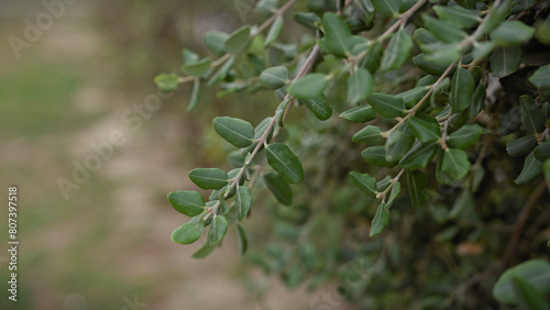 Close-up of olea europaea leaves, the common olive tree, in murcia, spain, symbolizing mediterranean vegetation.