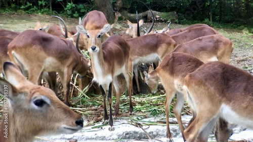 A group of Bawean Deer or Kuhl's Hog Deer are feeding at the Zoo in the morning photo
